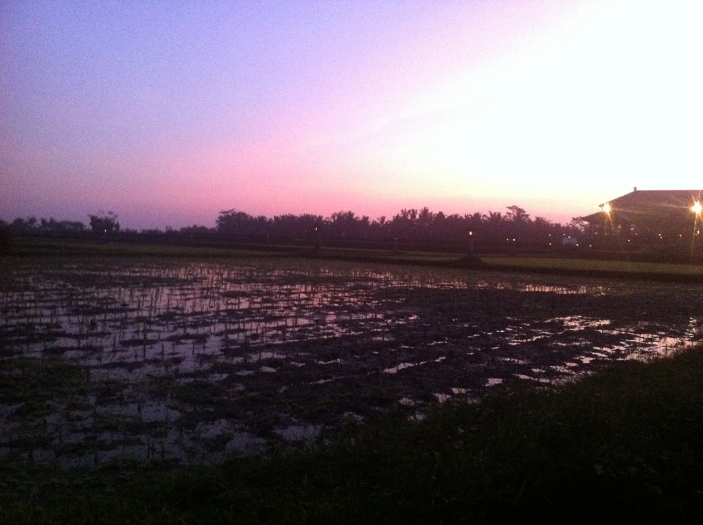 risfält i skymningen