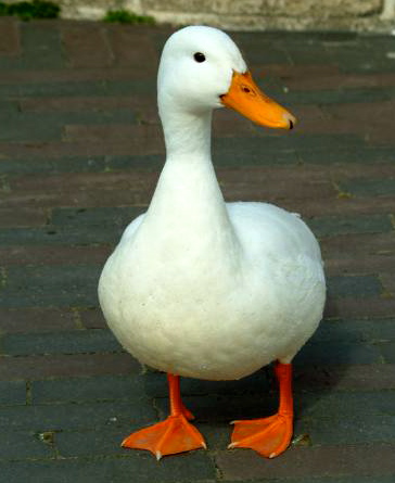 duck1.jpg