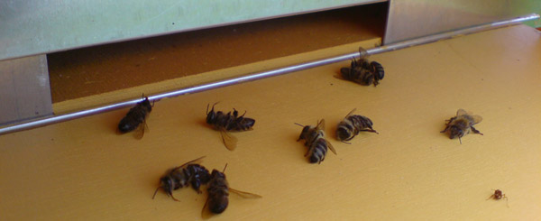 Döda bin på flustret