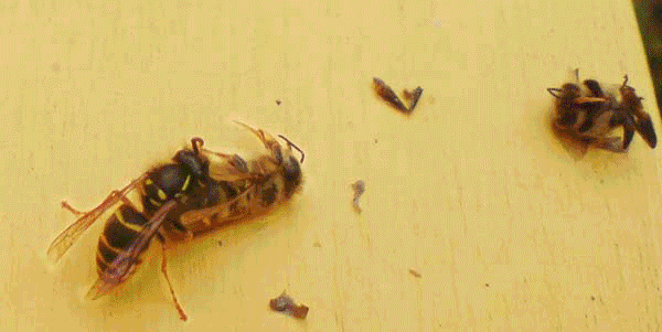 Bivarg dödar bin