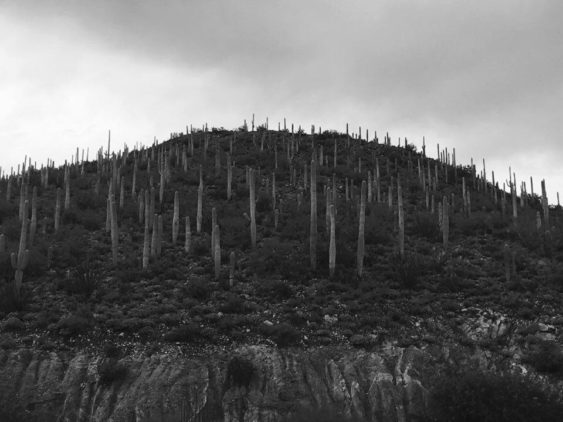 ARI:Kaktusbacke