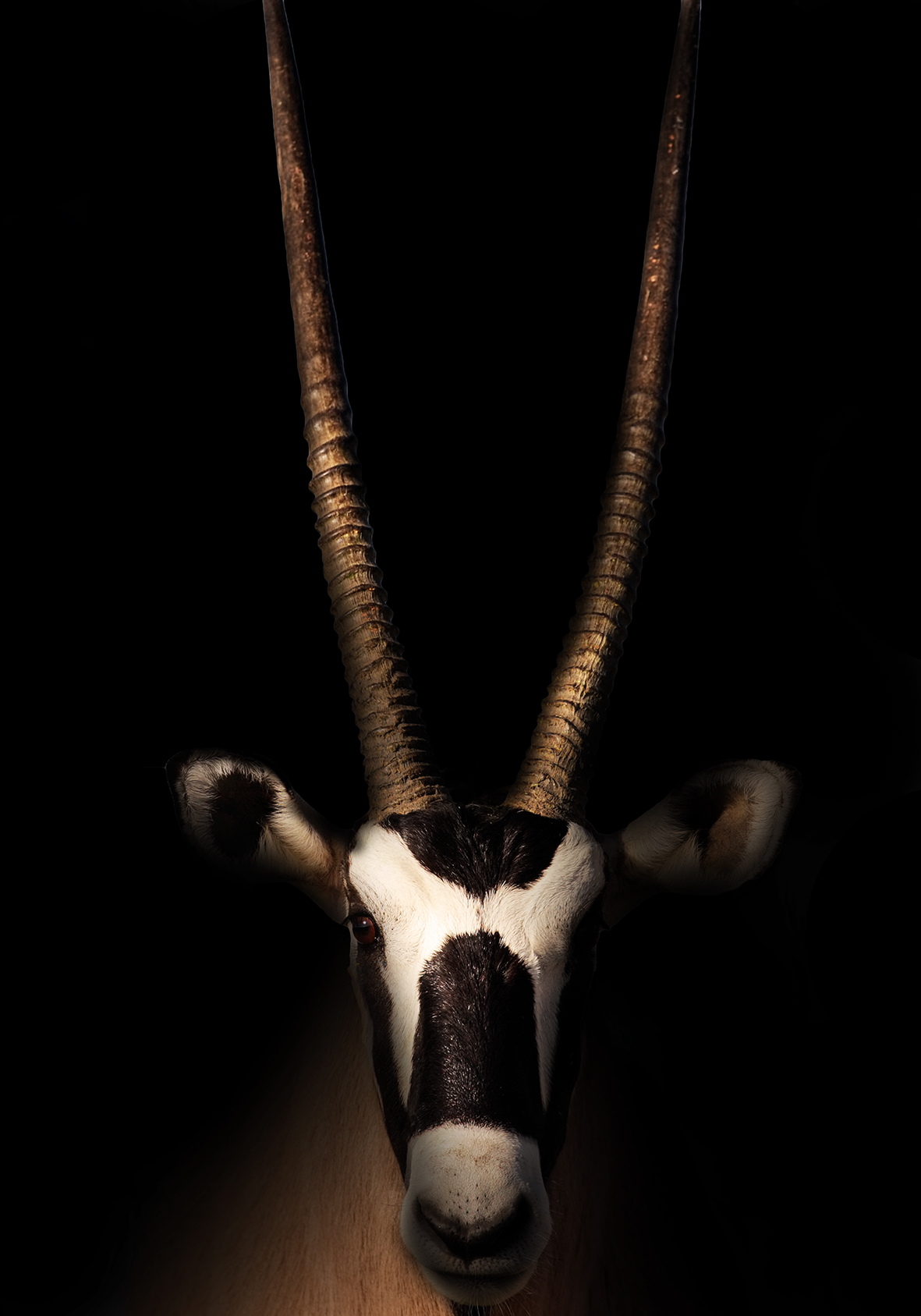 oryxmindre