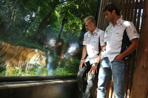 Felipe Nasr (BRA) Sauber F1 Team.  Marcus Ericsson (SWE) Sauber F1 Team.  Melbourne Zoo.