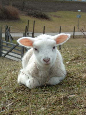 lamm.jpg