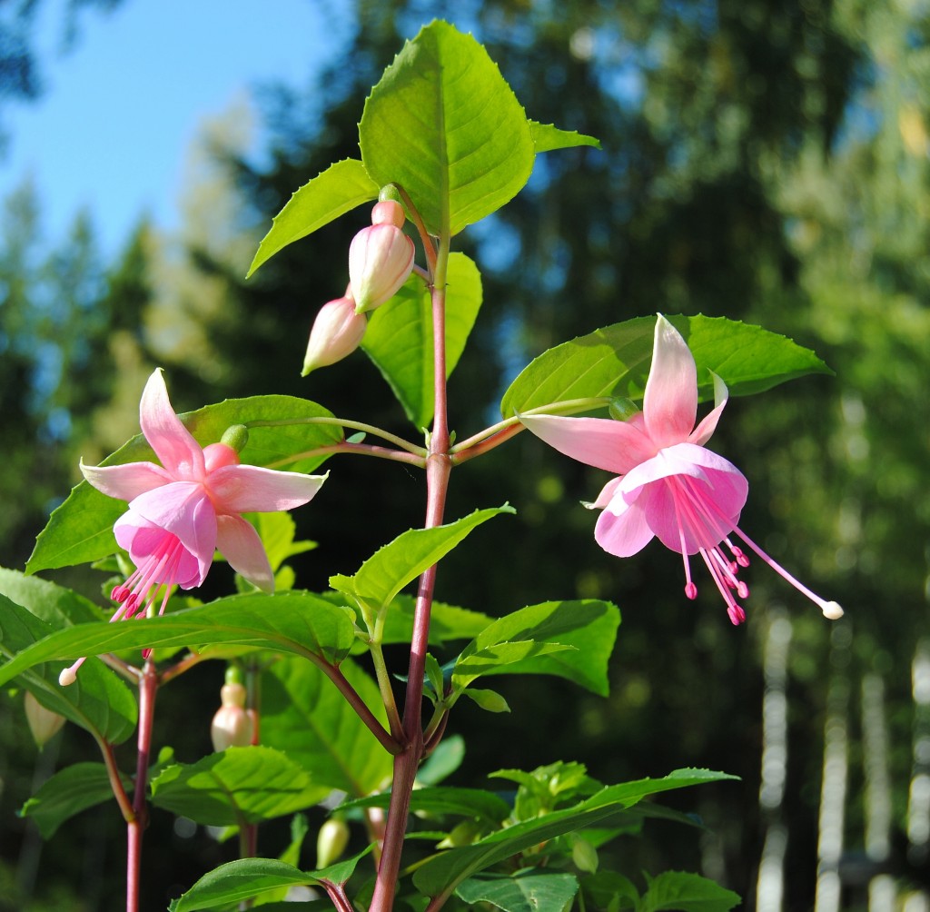 Fuchsia rosa