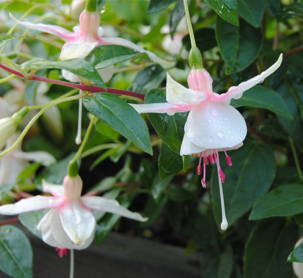 Vit hängfuchsia