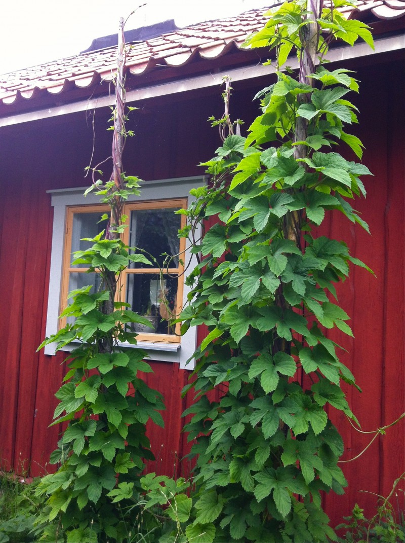 Grinden mot gården | Humle på stång - Grinden mot gården