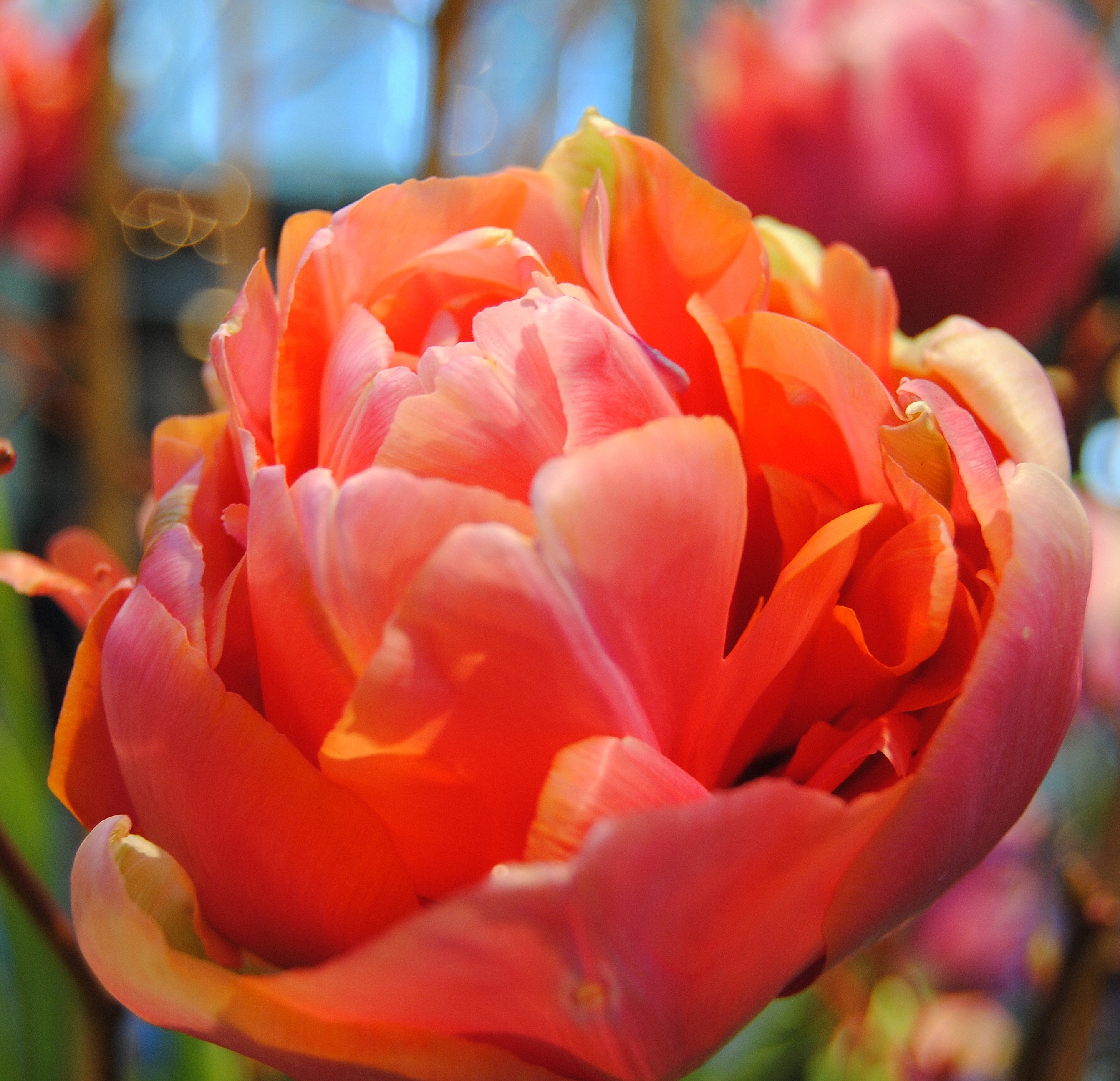 Tulipa Organge Princess