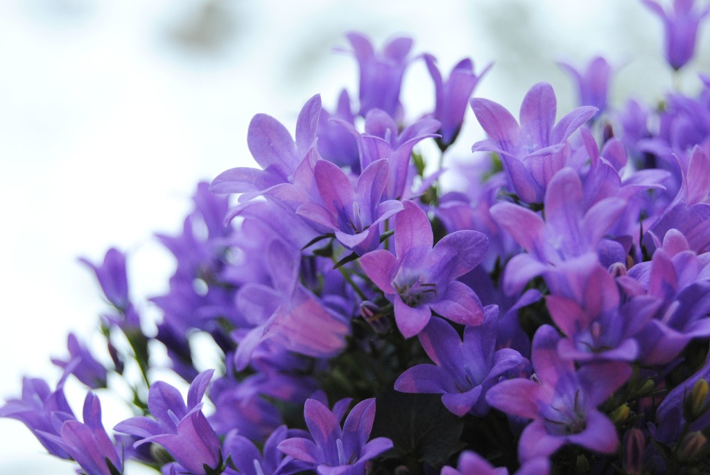 Campanula