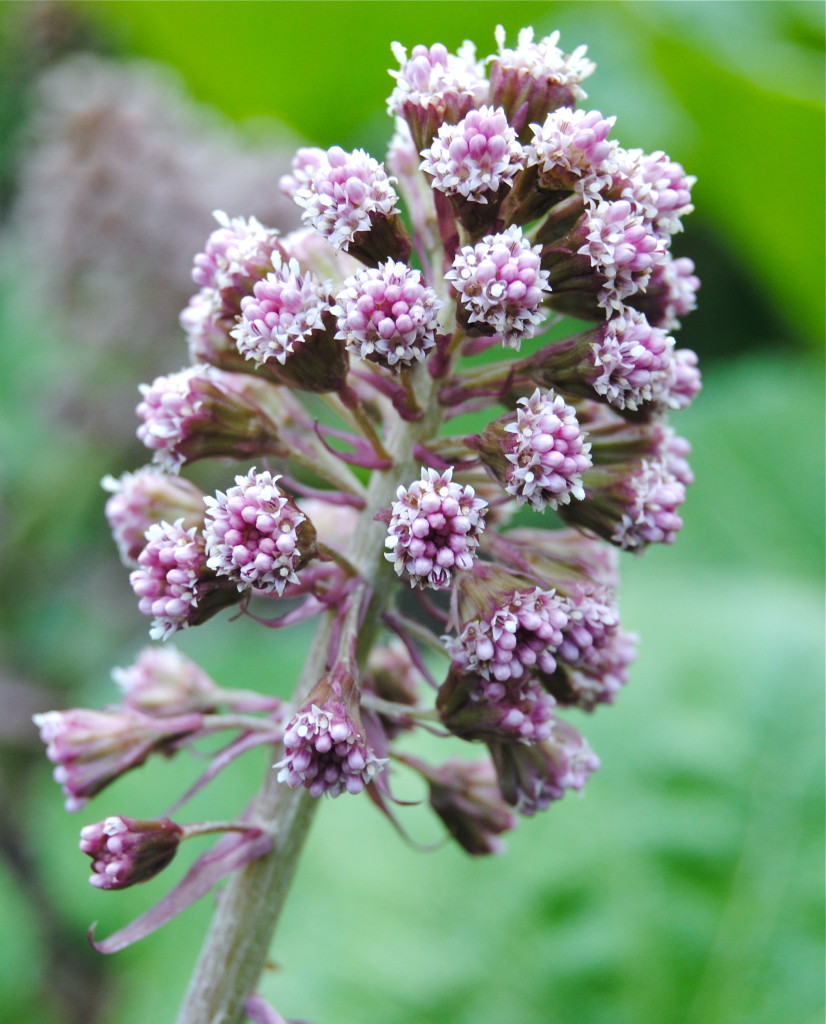 Petasites hybridus  Pestskråp (3)