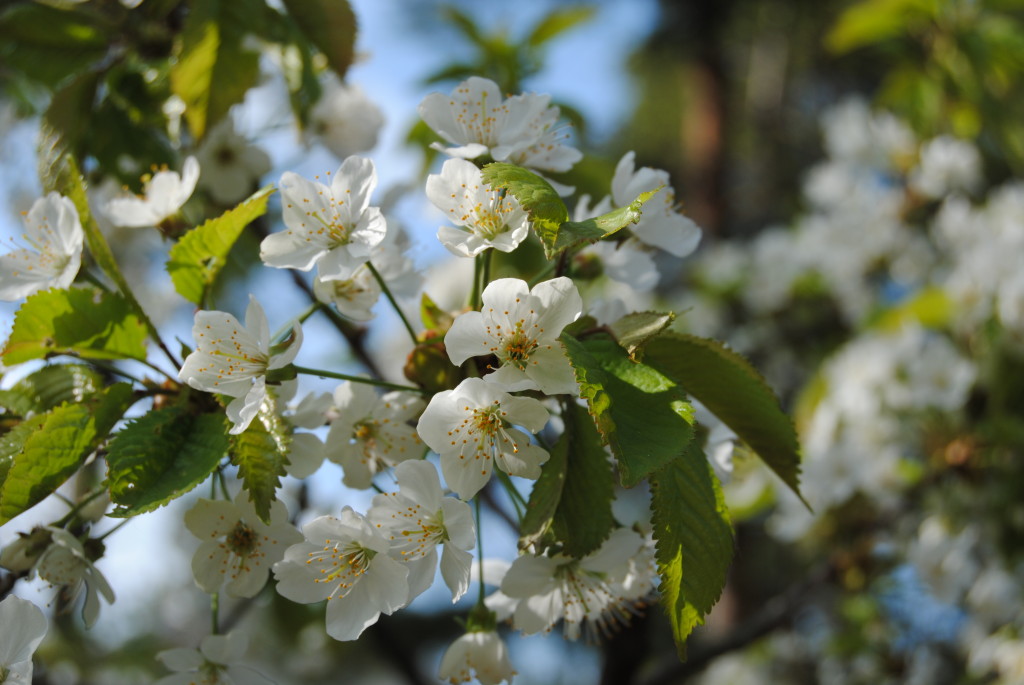 Prunus avium Körsbär (2)