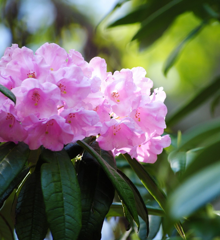 Rhododendron på Sofiero