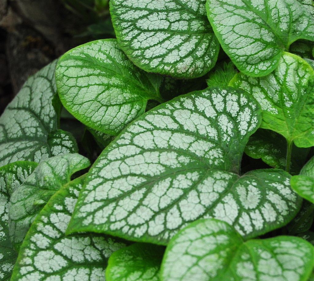 Brunnera macrophylla Jack Frost Kaukasisk förgätmigej