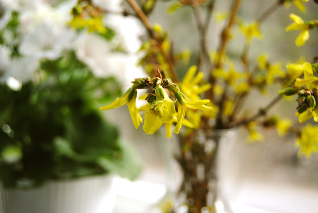 Blommande forsythia