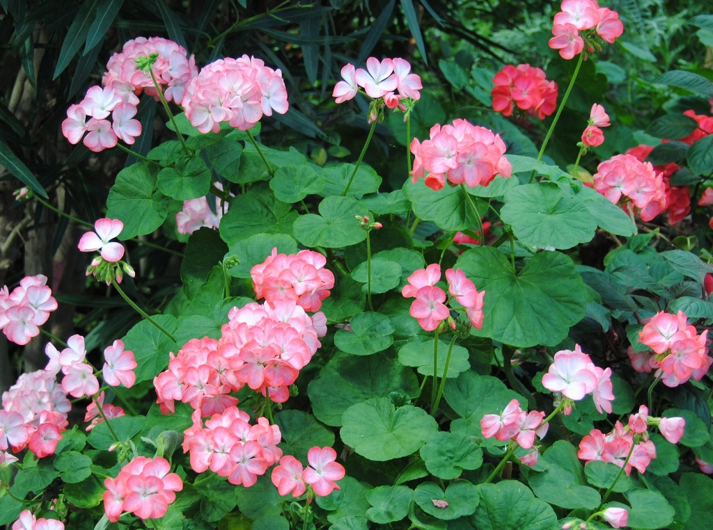 Pelargonium x hortorum 'Hollywood Star' (2)