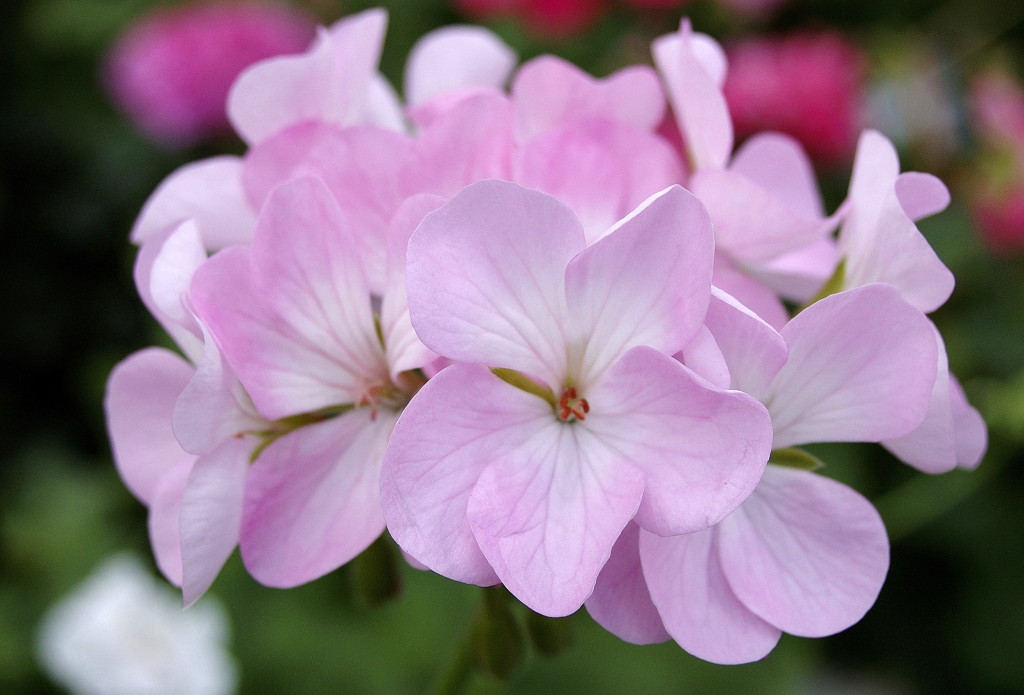 Pelargonium x hortroum Älvdalen