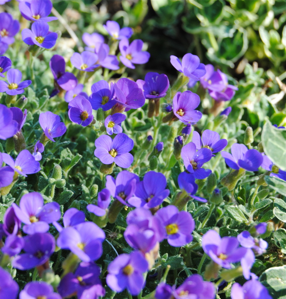 Aubrietia är torktålig och blommar rikligt