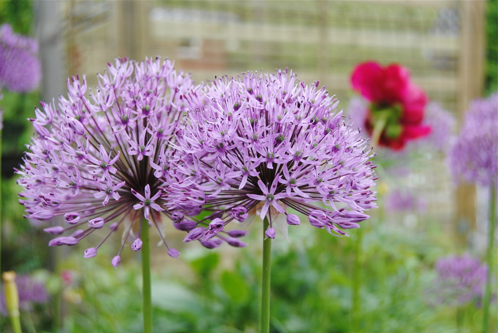 Allium giganteum  x hollandicum purpurlök kirgislök (3)