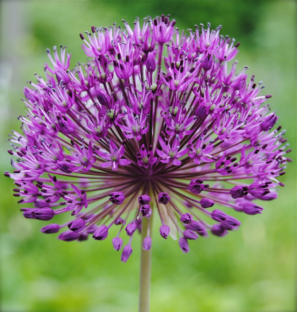 Allium giganteum  x hollandicum purpurlök kirgislök