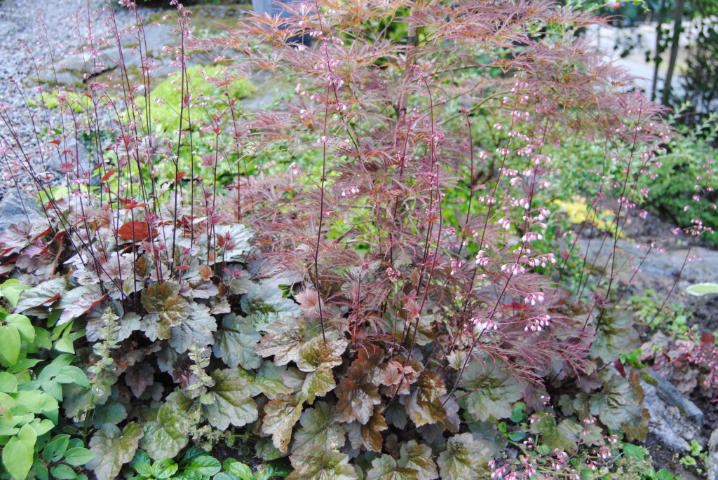 Alunrot Heuchera Rachel