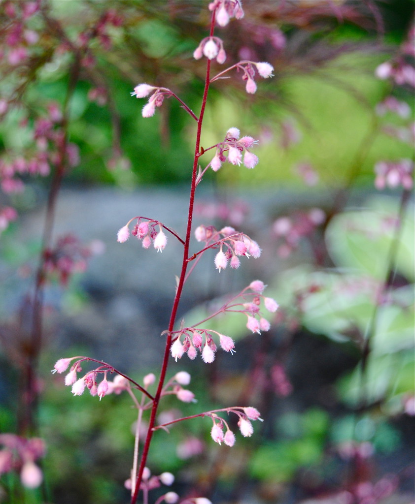 Alunrot Heuchera Rachel