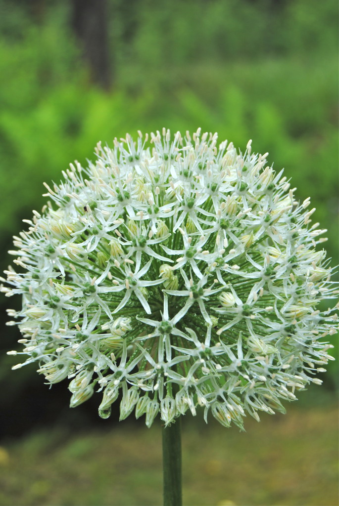 Allium Mount Everest