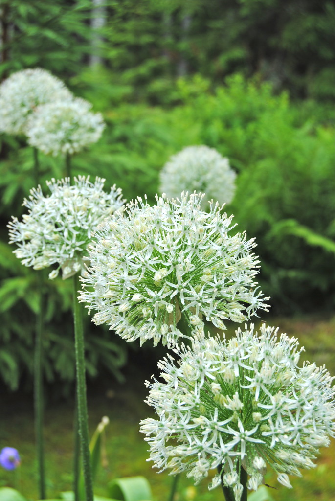 Allium Mount Everest