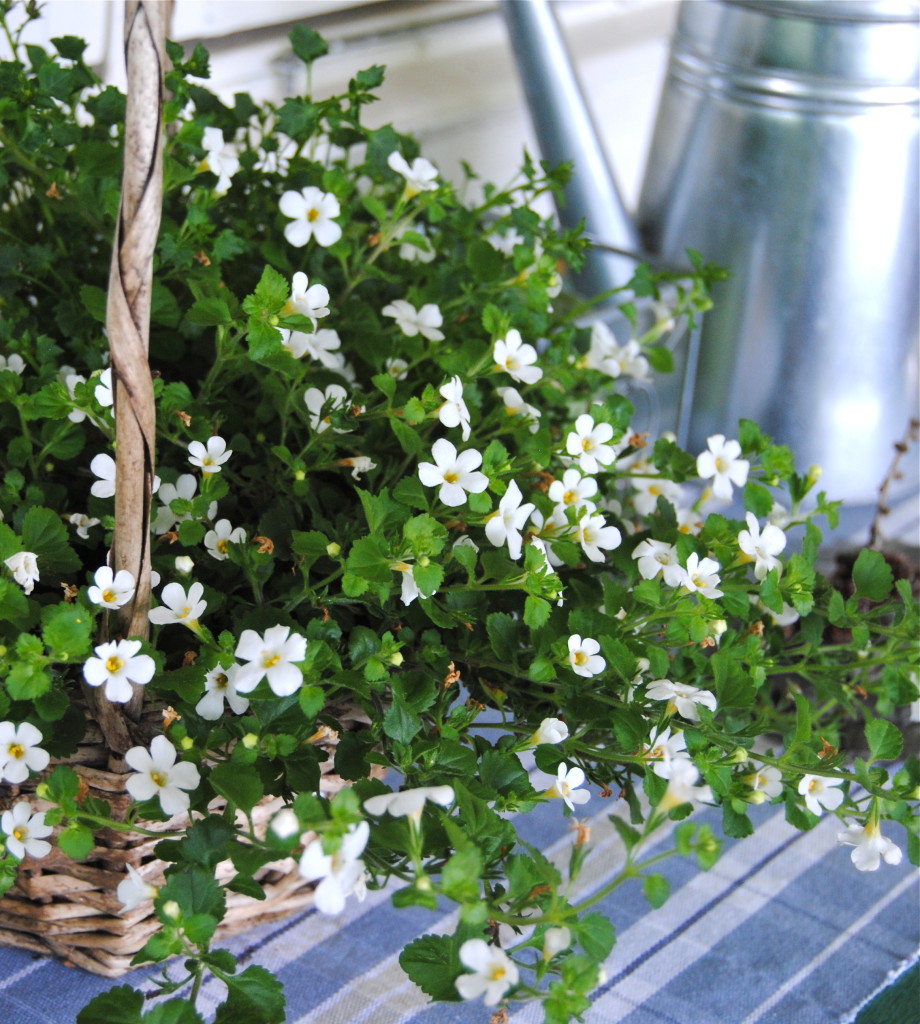 Snöflinga Sutera cordata