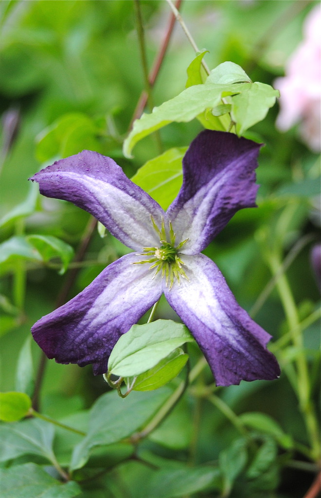 Clematis viticella Klockranka