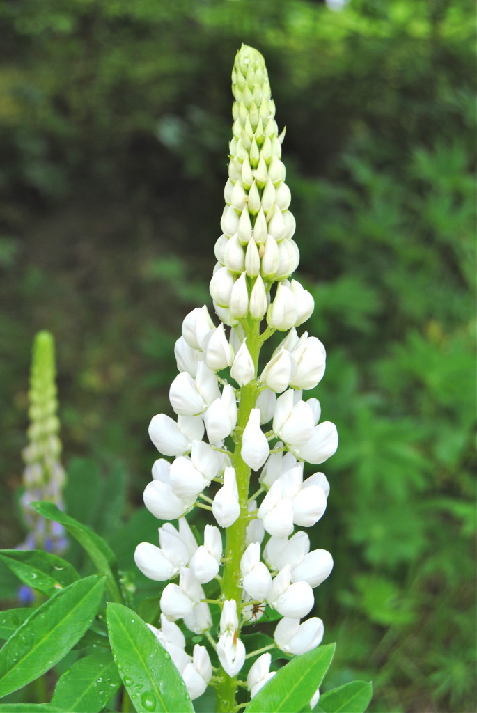 Vit lupin