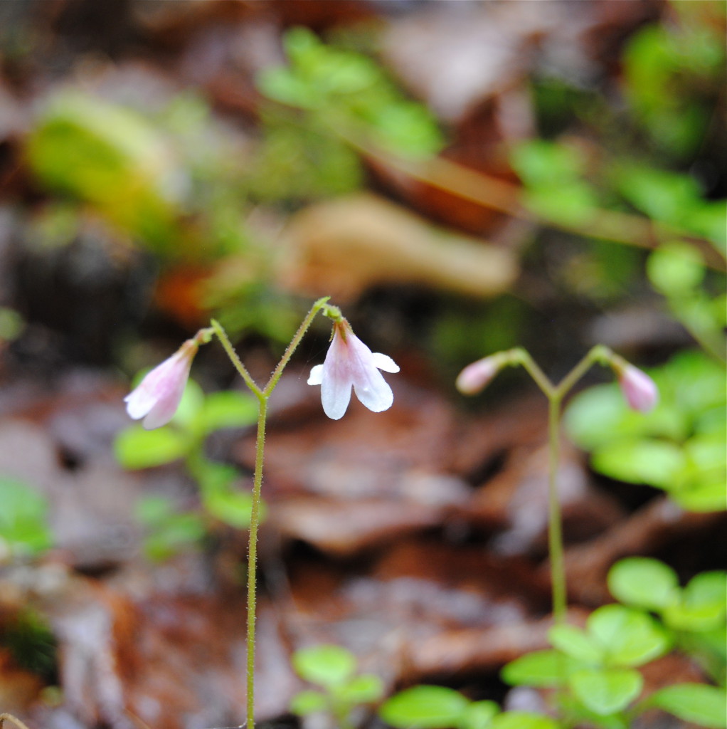 Linnea borealis