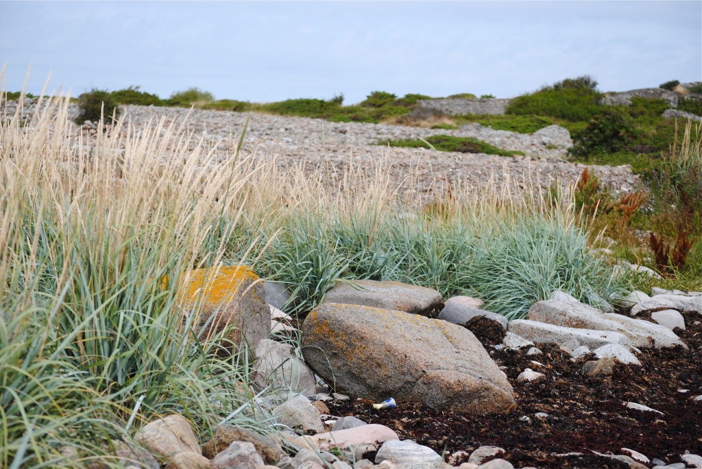 Strandråg västkusten