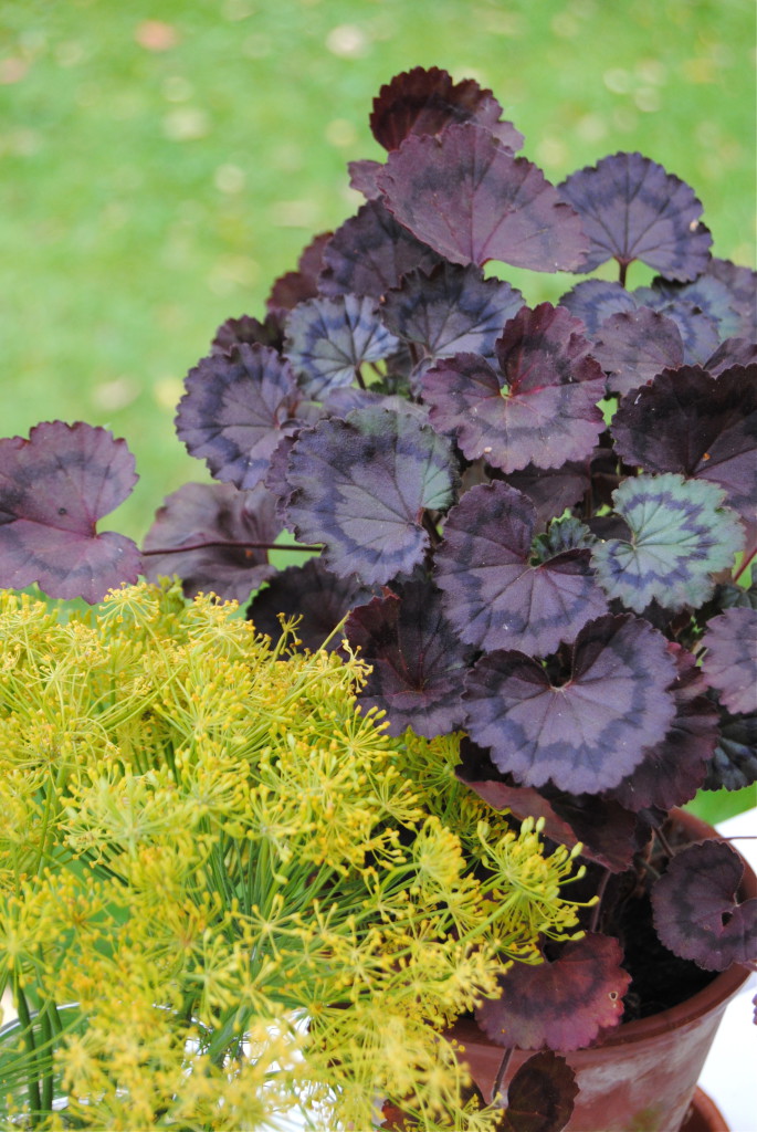 Pelargonium Trudy