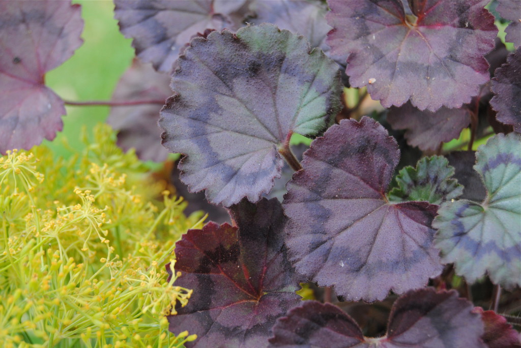 Pelargonium Trudy