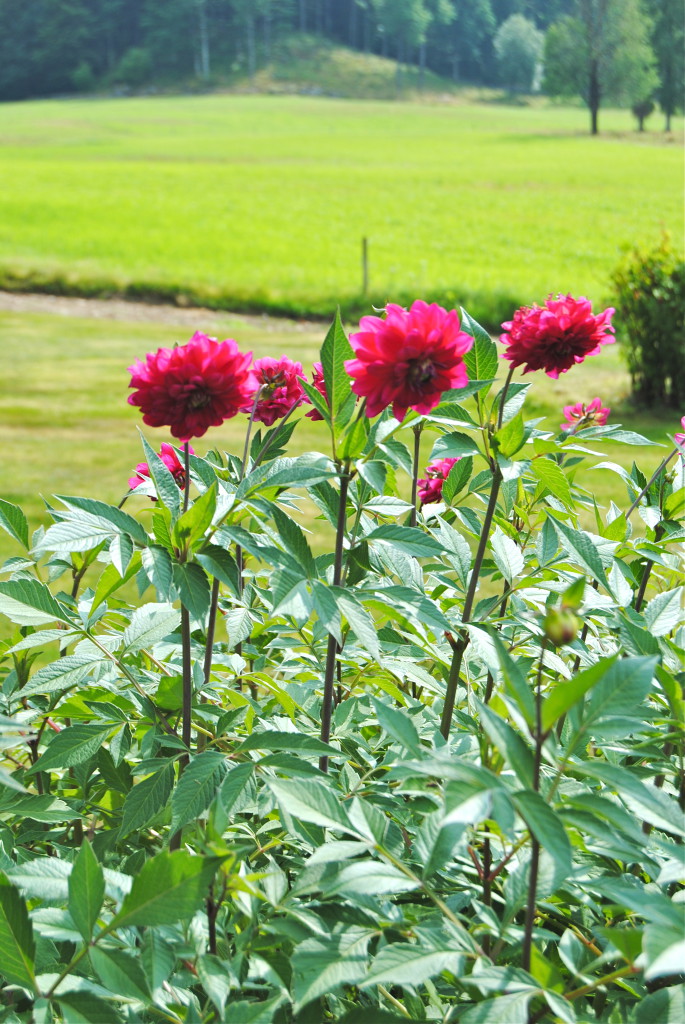 Dahlia från Slätten Dannike