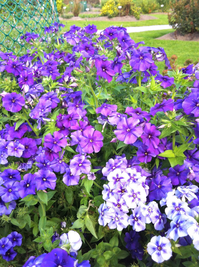 Sommarflox Phlox drummondii