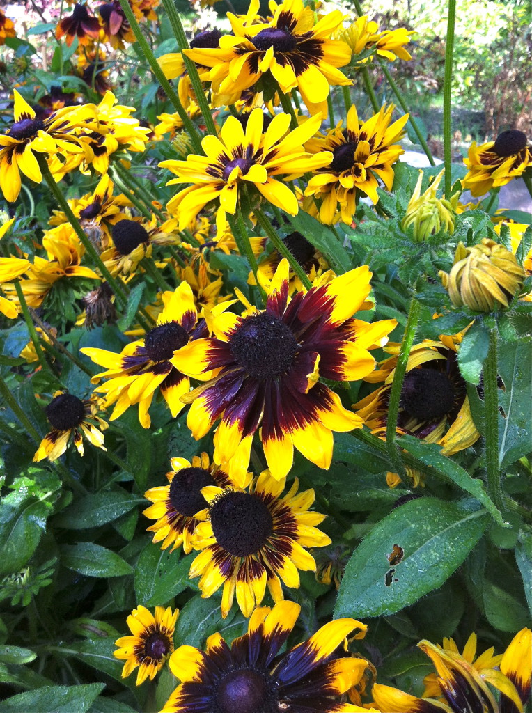 Sommarrudbeckia Rudbeckia hirta