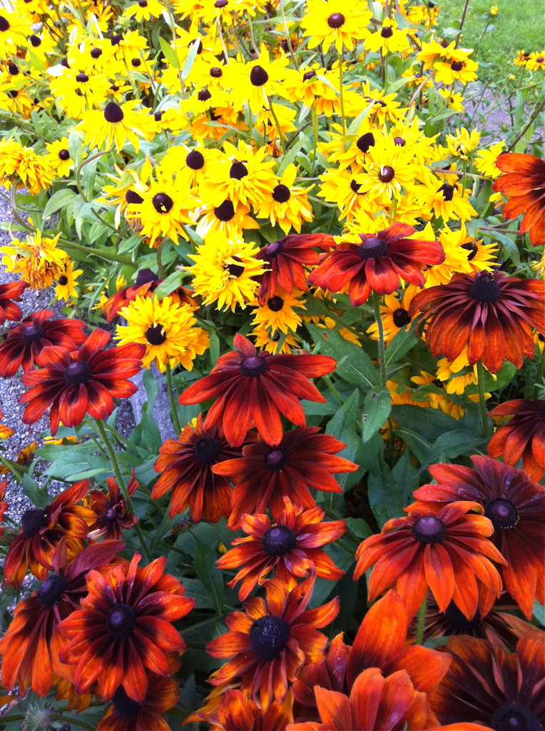 Sommarrudbeckia Rudbeckia hirta