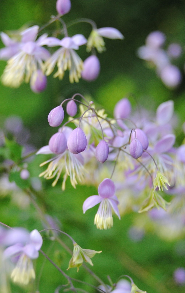 Thalictrum violruta