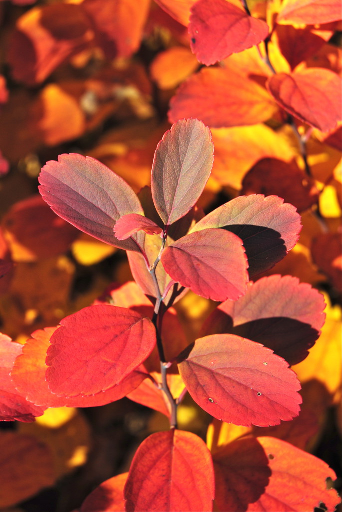 Björkspirea