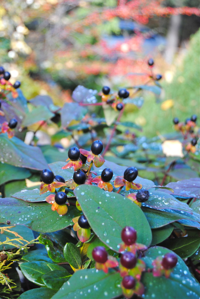 Hypericum i höstfärg