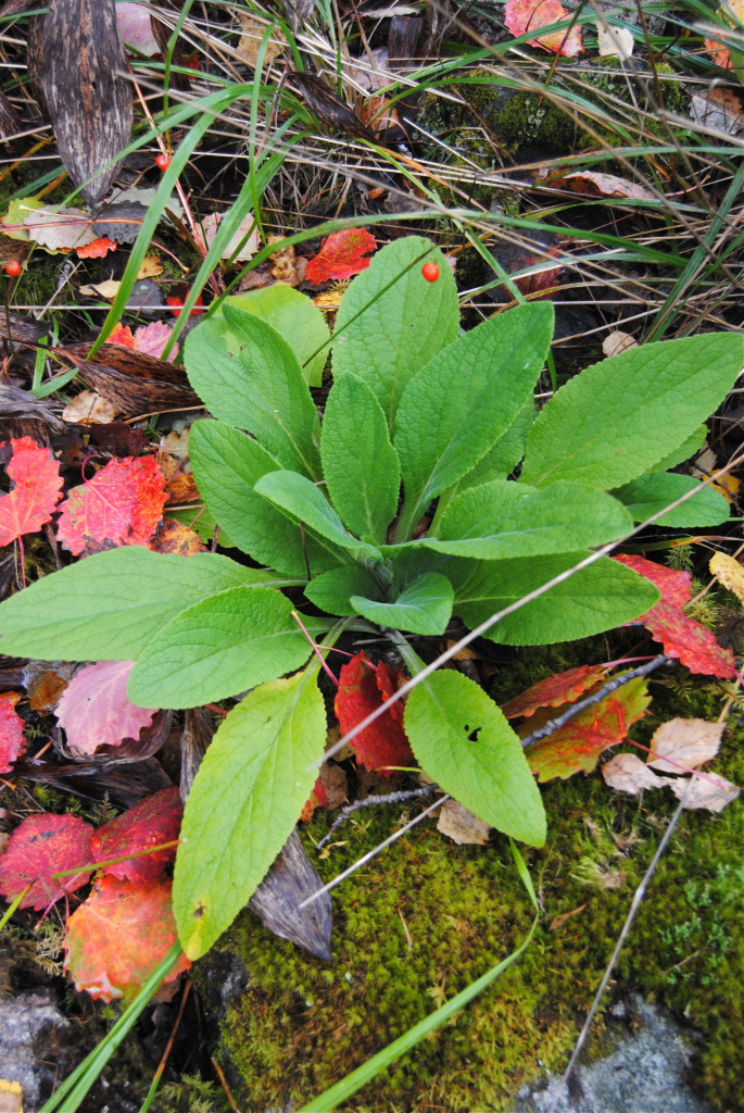 Digitalis fingerborgsblomma