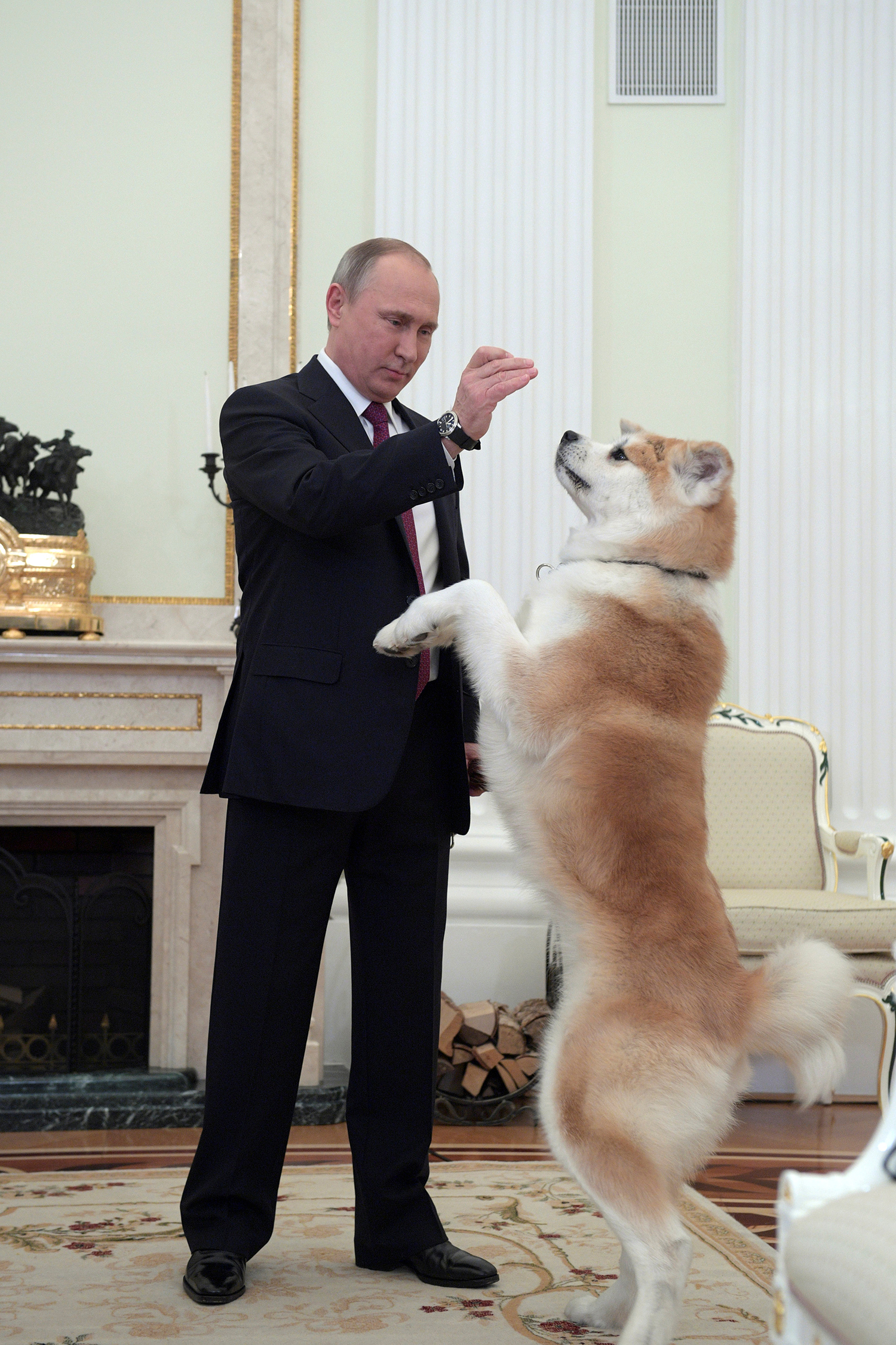 MOSCOW 2016-12-13 Russian President Vladimir Putin plays with his dog Yume, a female Akita Inu, before giving an interview to Japanese Nippon Television and Yomiuri newspaper at the Kremlin in Moscow, Russia, December 7, 2016. Picture taken December 7, 2016. Sputnik/Kremlin/Alexei Druzhinin via REUTERS ATTENTION EDITORS - THIS IMAGE WAS PROVIDED BY A THIRD PARTY. EDITORIAL USE ONLY. TPX IMAGES OF THE DAY Photo: / REUTERS / TT / kod 72000