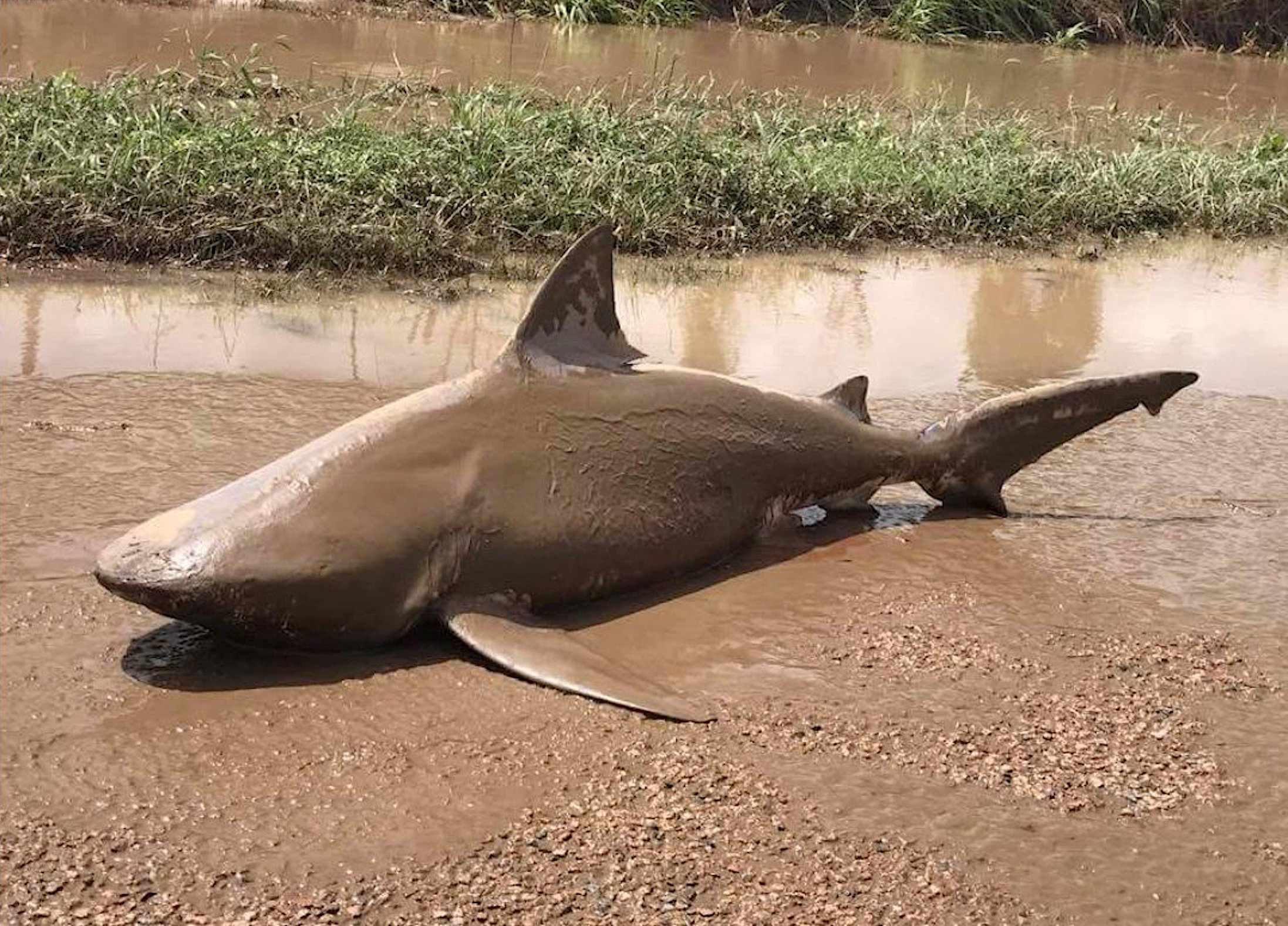 AYR 2017-03-31 An undated supplied image released March 30, 2017, shows a bull shark that was found in a puddle near the town of Ayr, located south of Townsville, following flooding in the area from heavy rains associated with Cyclone Debbie in Australia. Queensland Fire and Emergency Services/Handout via REUTERS ATTENTION EDITORS - THIS IMAGE WAS PROVIDED BY A THIRD PARTY. EDITORIAL USE ONLY. NO RESALES. NO ARCHIVE. TPX IMAGES OF THE DAY Photo: / REUTERS / TT / kod 72000
