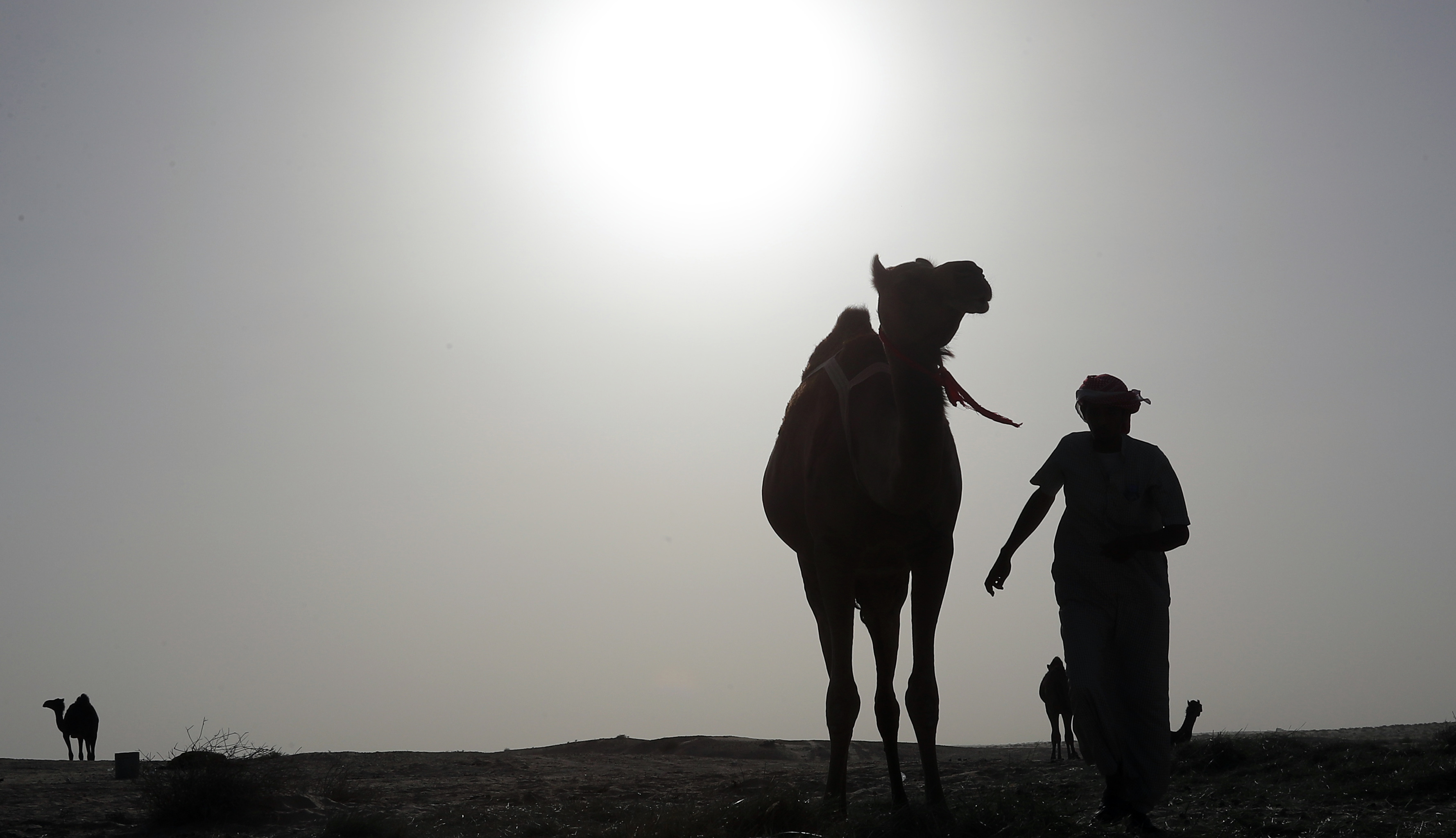 TOPSHOT - Qatari men herd camels in a desert area on the Qatari side of the Abu Samrah border crossing between Saudi Arabia and Qatar on June 21, 2017. Around 12,000 camels and sheep have become the latest victims of the Gulf diplomatic crisis, being forced to trek back to Qatar from Saudi Arabia, a newspaper reported Tuesday. / AFP PHOTO / KARIM JAAFAR / TT / kod 444