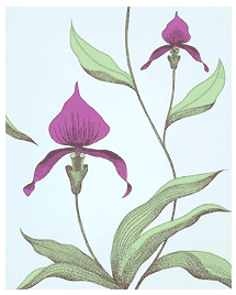 Orchid Turquoise cole son tapetorama.png