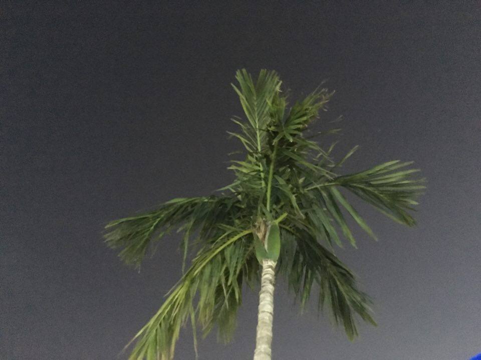 TAM:Palm