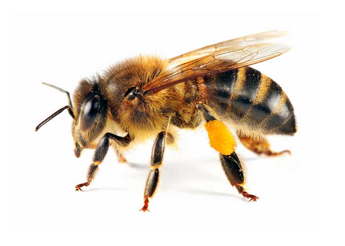 bee-with-pollen_241132730_std.jpg