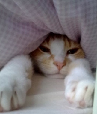 funny-pictures-cat-does-not-want-to-get-out-of-bed.jpg