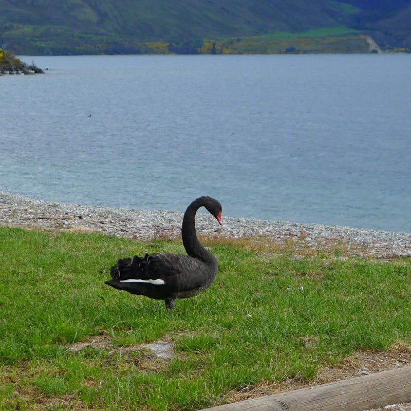 NZ blackswan.jpg